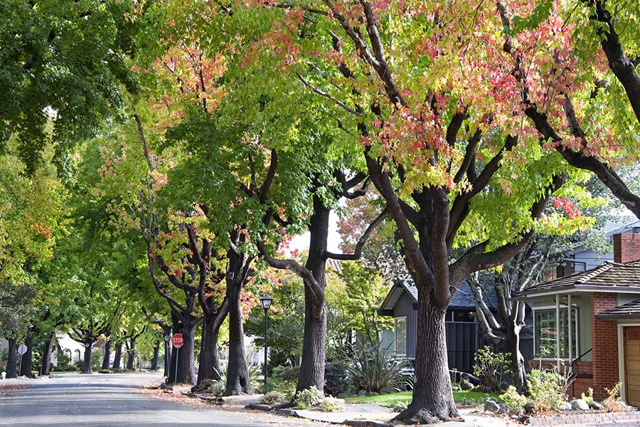 Marion, IL Insurance - Beautiful Neighborhood Street With Oak and Maple Trees Lining the Sidewalks